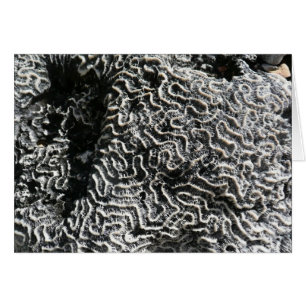 Corail noir et blanc I Abstrait Nature Photo