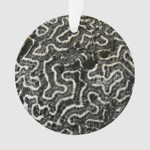 Corail noir et blanc II Abstrait Nature Photo