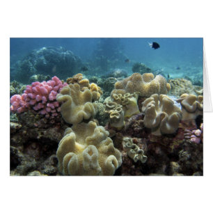 Corail, récif d'Agincourt, Grande Barrière de cora