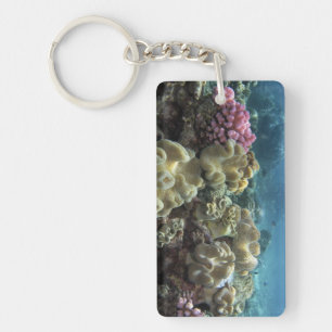 Corail, récif d'Agincourt, Grande Barrière de cora