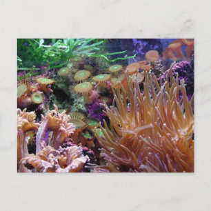 corail reef postcard