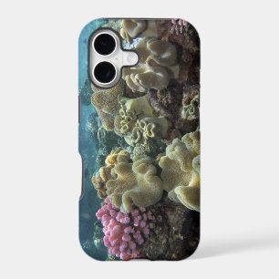 Coral, Agincourt Reef, Great Barrier Reef,