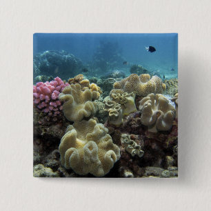 Coral, Agincourt Reef, Great Barrier Reef, 2 Inch Square Button