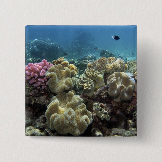 Coral, Agincourt Reef, Great Barrier Reef, 2 Inch Square Button (Front)