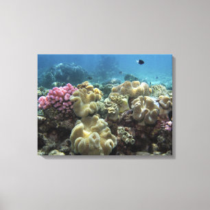 Coral, Agincourt Reef, Great Barrier Reef, Canvas Print