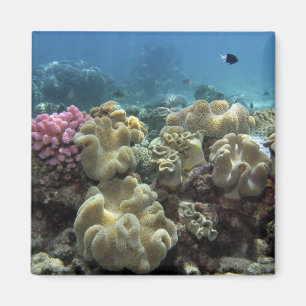 Coral, Agincourt Reef, Great Barrier Reef, Magnet
