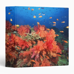 Coral and fish binder