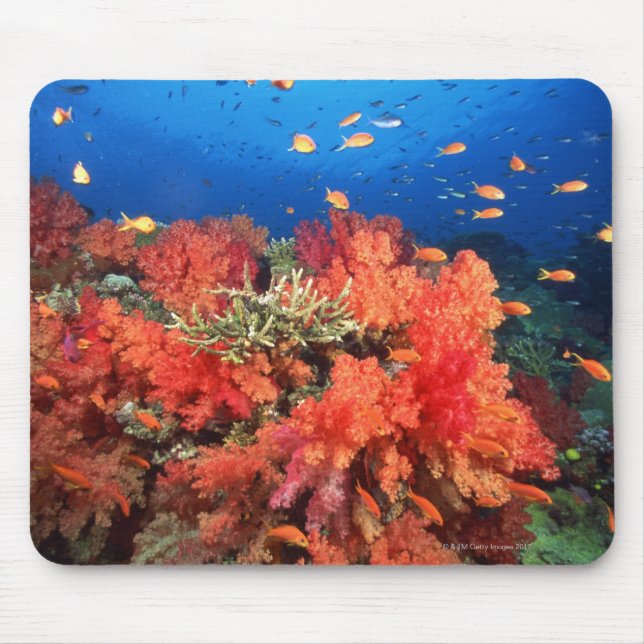 Coral and fish mouse pad (Front)