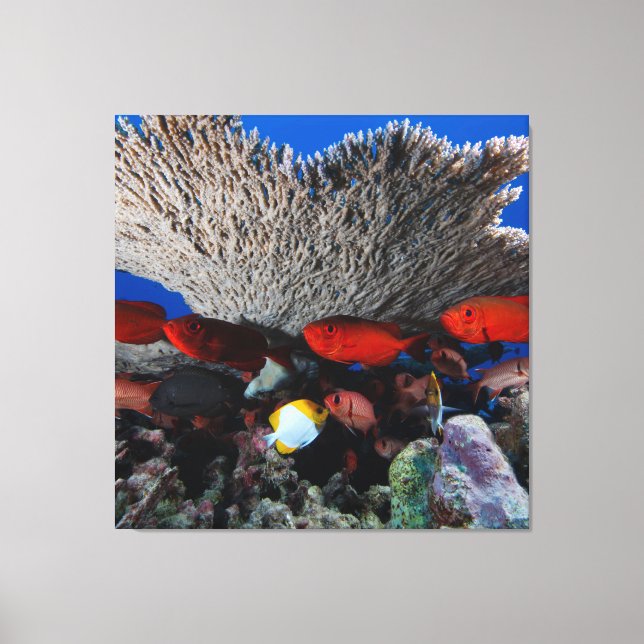 Coral and fish wall décor canvas Print (Front)