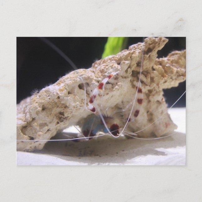 Coral Banded Shrimp Postcard (Front)