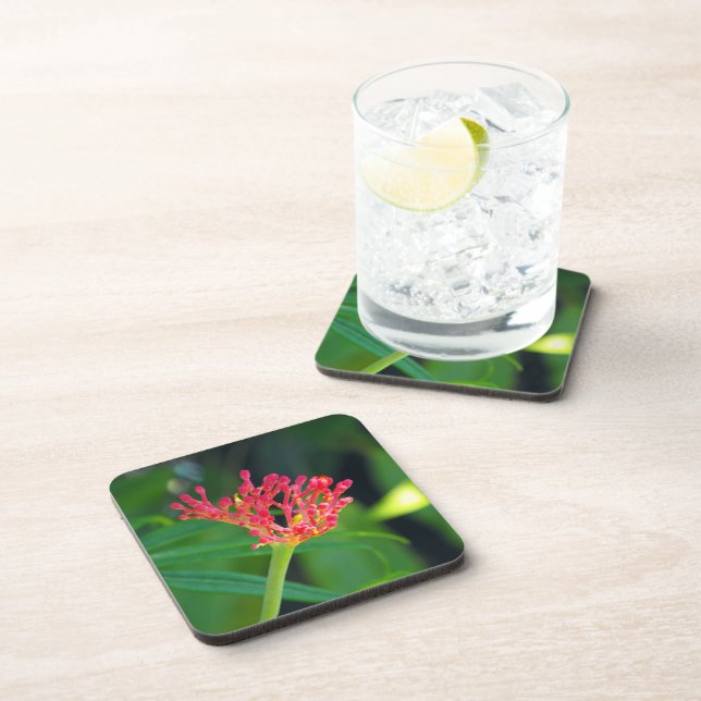 Coral Bush in bloom Coaster (Right Side)