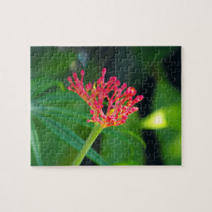 Coral Bush in bloom Jigsaw Puzzle