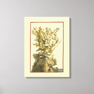 Coral by the Sea Canvas Print