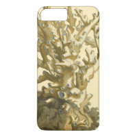 Coral by the Sea