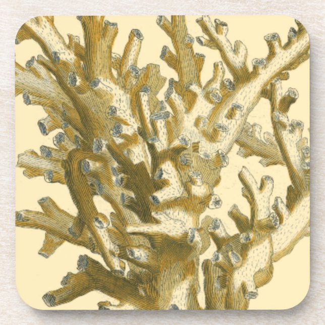 Coral by the Sea Coaster (Front)