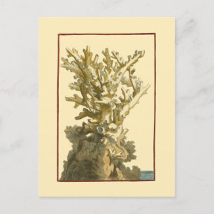 Coral by the Sea Postcard