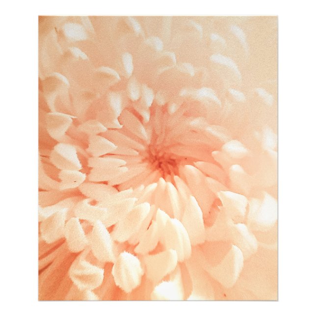 Coral Chrysanthemum Photo Print (Front)