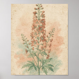 Coral Delphinium Botanical Flower Poster