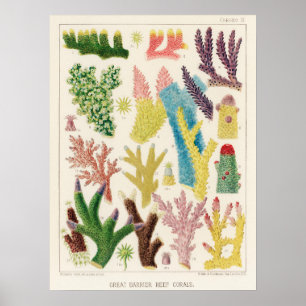 Coral, Great Barrier Reef vintage art poster ポ