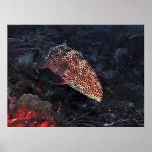 Coral Grouper Poster