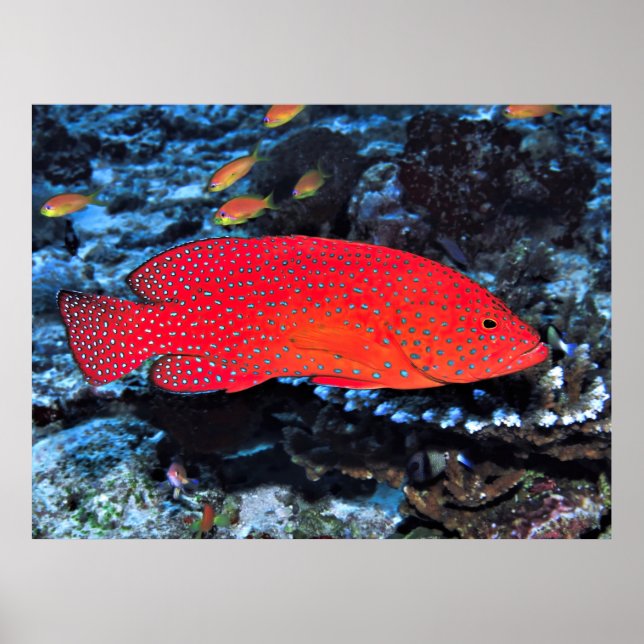 Coral Hind Poster (Front)