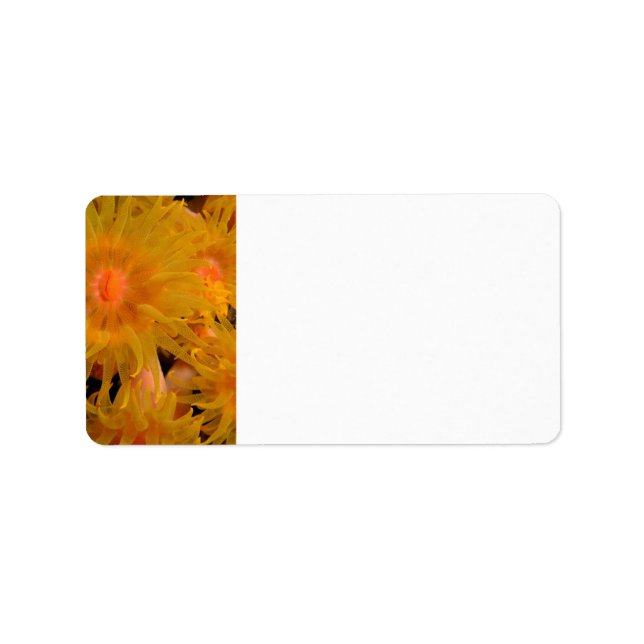 CORAL LABEL (Front)