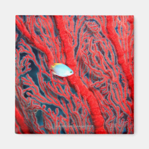 coral magnet
