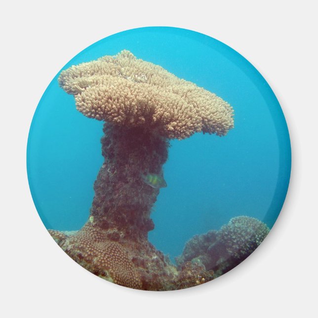 Coral Mushroom Magnet (Front)