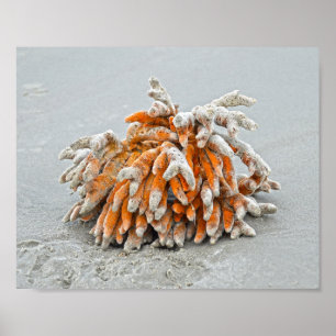 Coral on the Beach, Kiawah Island Poster