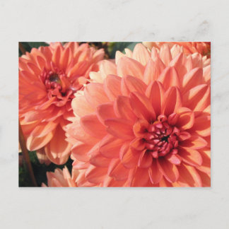 Coral Orange Dahlia Postcard