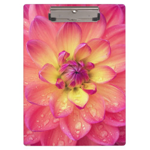 Coral pink dahlia flower clipboard