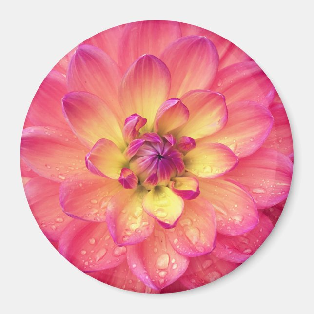Coral pink dahlia flower magnet (Front)