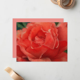 Coral Pink Rose Flower Art Note Card Set