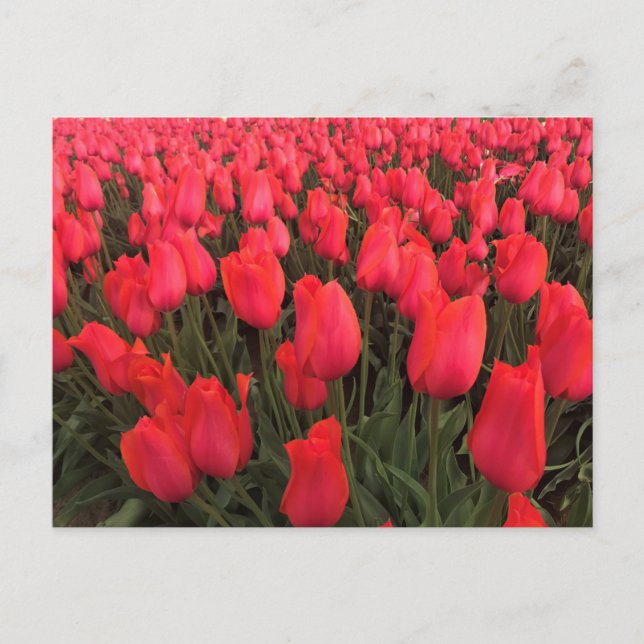 Coral Pink Tulips Postcard (Front)