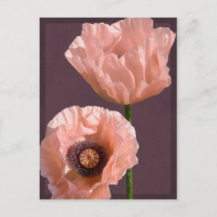 Coral Poppies Postcard