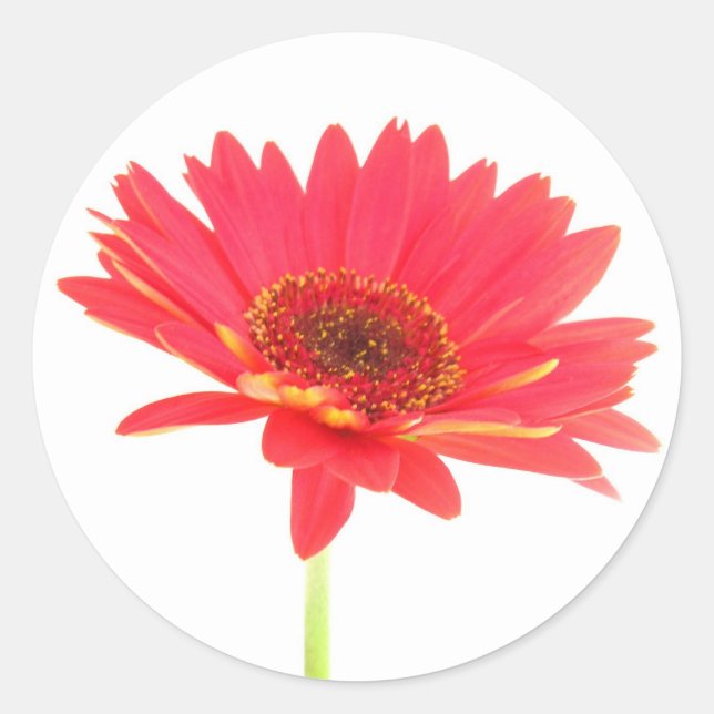 Coral Red Gerbera Daisy Stickers (Front)