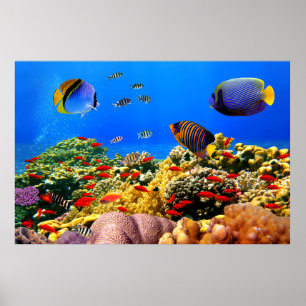 Coral reef colourful , poster