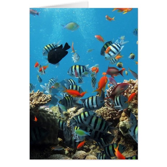 Coral Reef Fish Naturescape (Front)