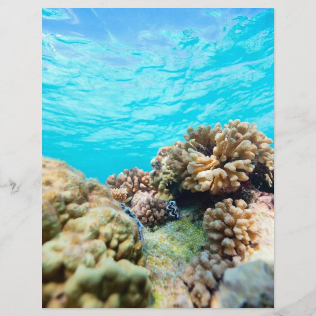 Coral reef flyer (Front)