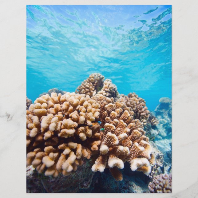 Coral reef flyer (Front)