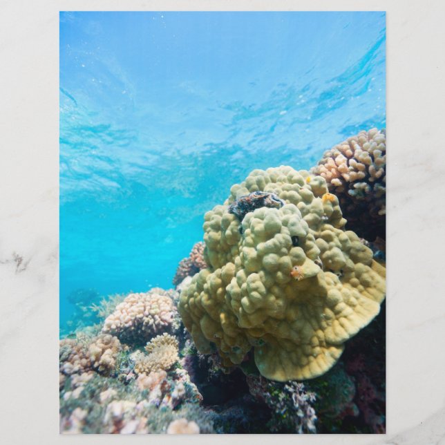 Coral reef flyer (Front)