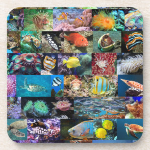 Coral Reef Marine Life: Fish and Animals, Modern Coaster