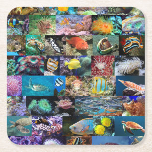 Coral Reef Marine Life: Fish and Animals Photos Square Paper Coaster