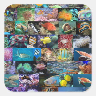 Coral Reef Marine Life: Fish and Animals Square Sticker