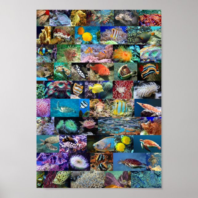 Coral Reef Marine Life Fish Animals Photos Collage Poster (Front)