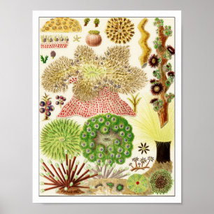 Coral Reef Marine Life Sea Creatures Poster