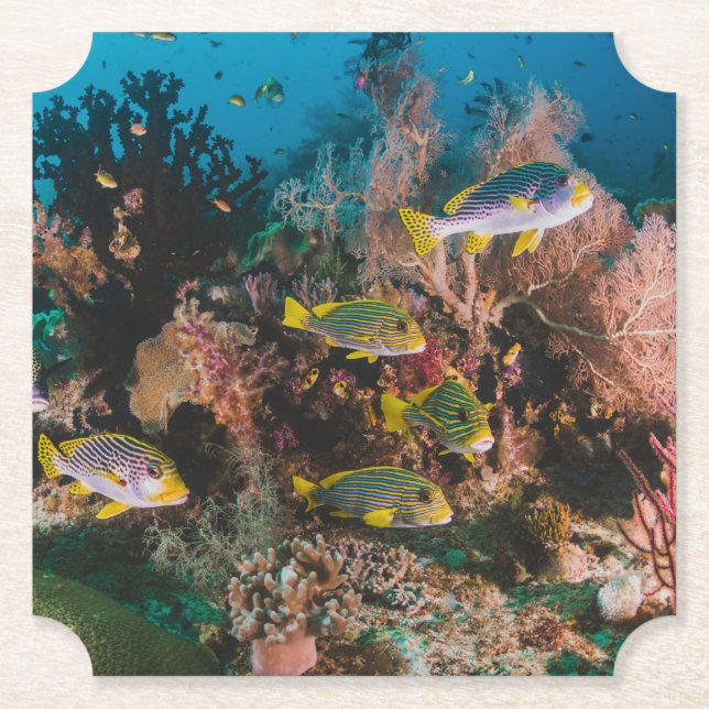Coral Reef paper coasters (Front)