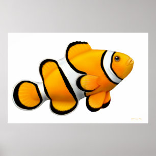 Coral Reef Percula Clownfish Poster