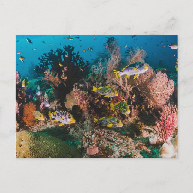 Coral Reef postcard (Front)