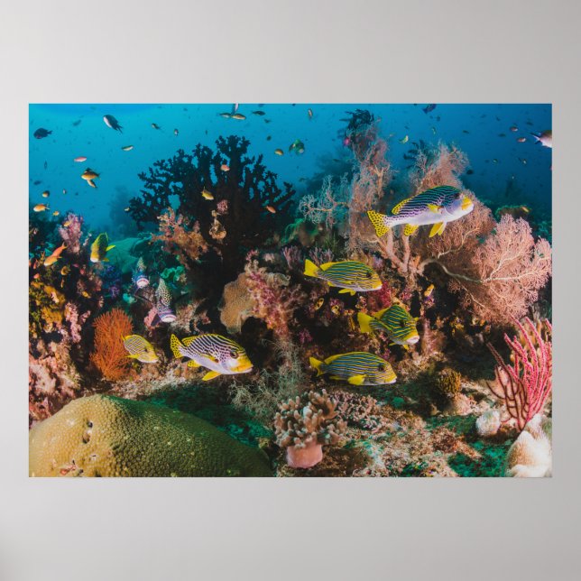 Coral Reef poster (Front)